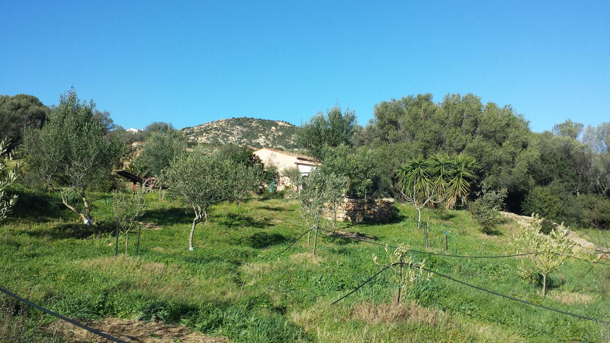 Agriturismo Agrisole Олбия Екстериор снимка
