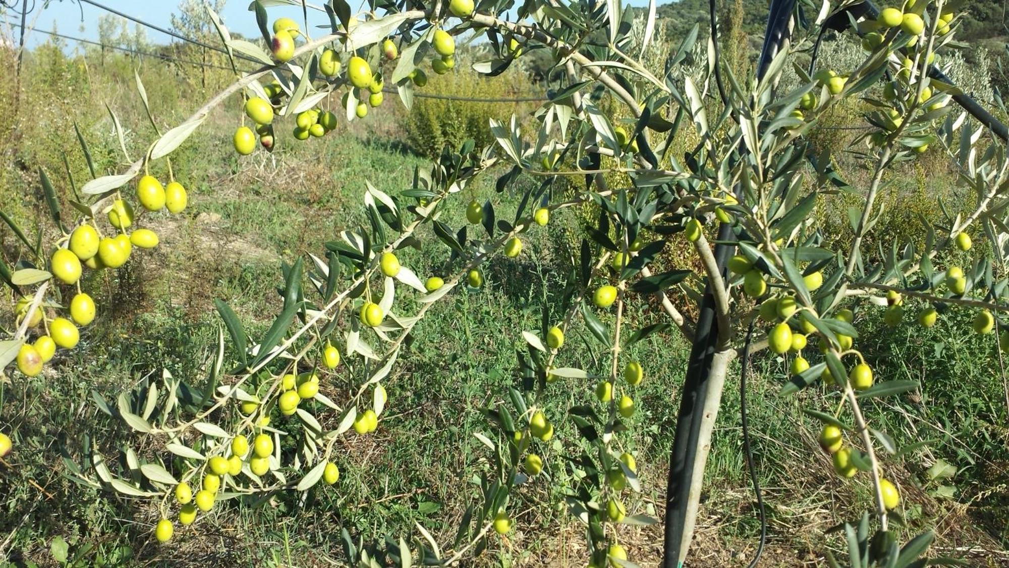 Agriturismo Agrisole Олбия Екстериор снимка
