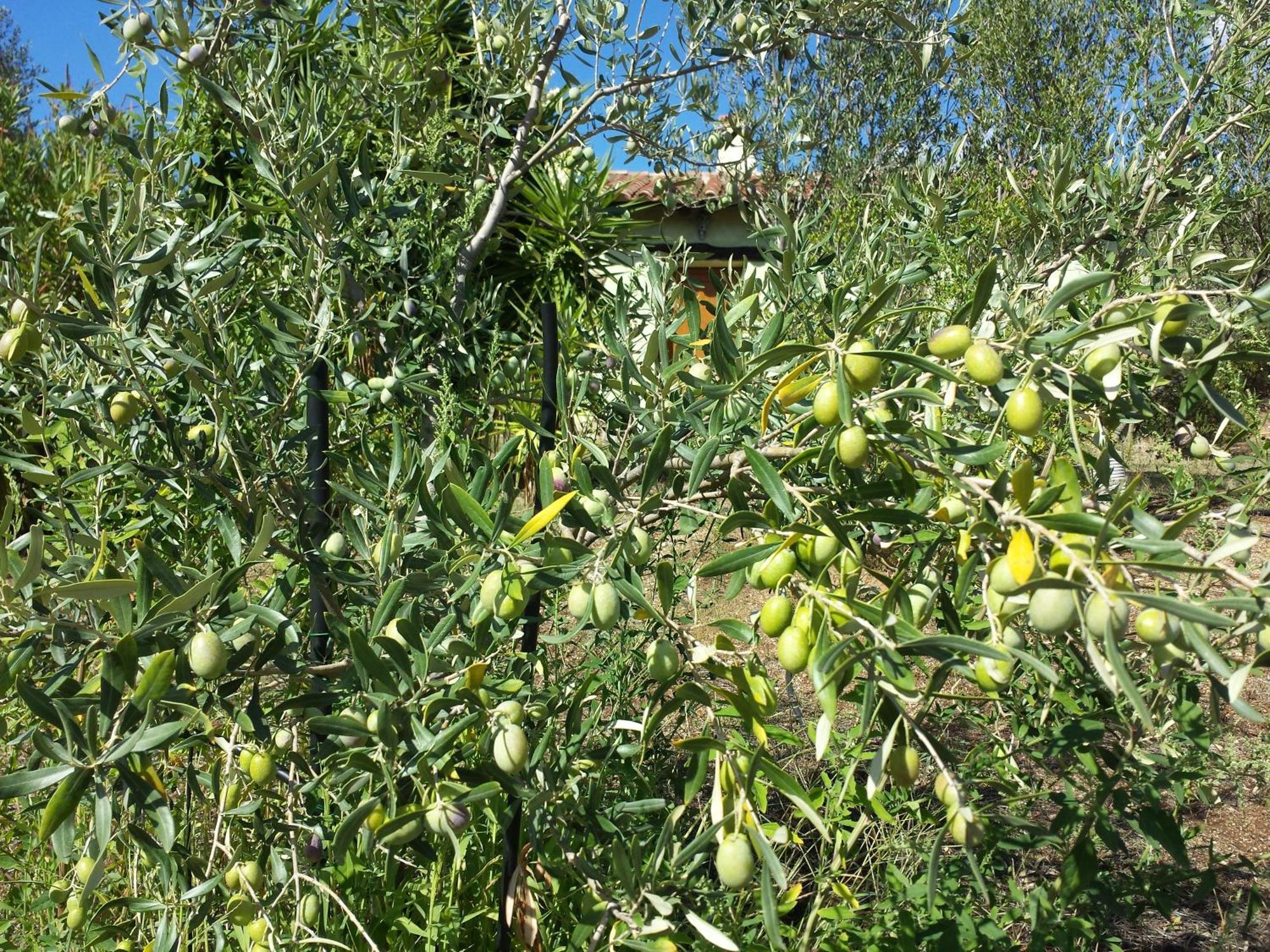 Agriturismo Agrisole Олбия Екстериор снимка